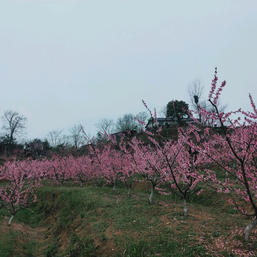 飞