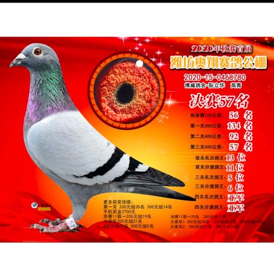 博威鸽舍