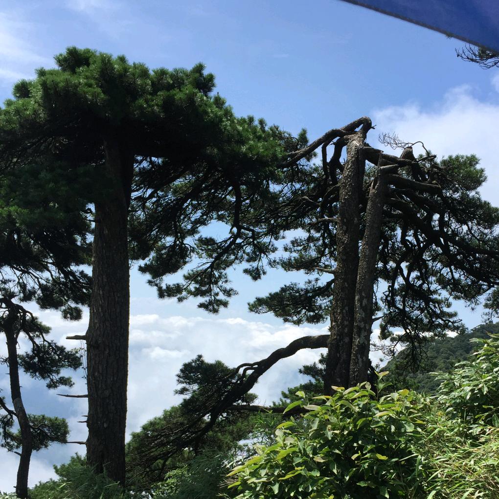 良辰美景
