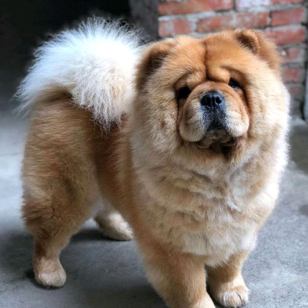 松狮贝贝
