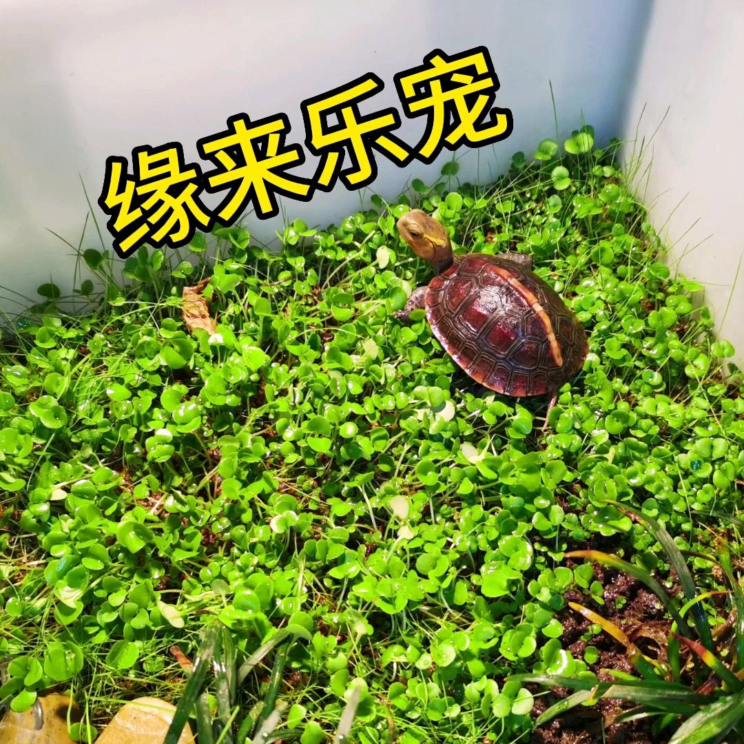 新融合水族造景