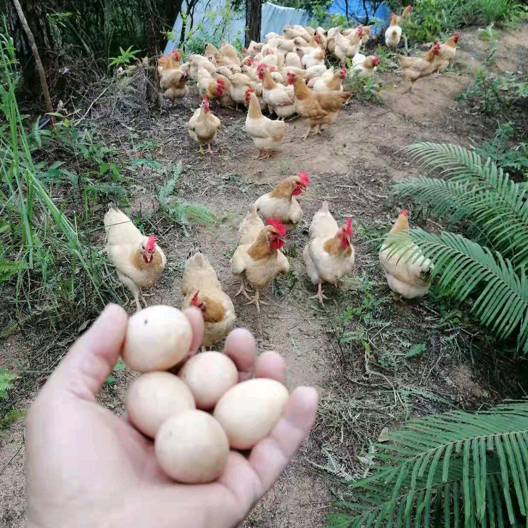 信宜食神三鸟