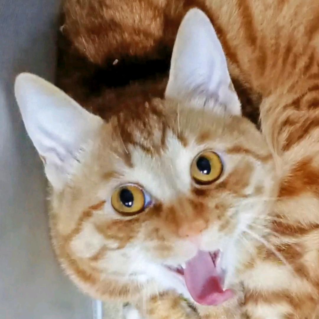 橘猫团团