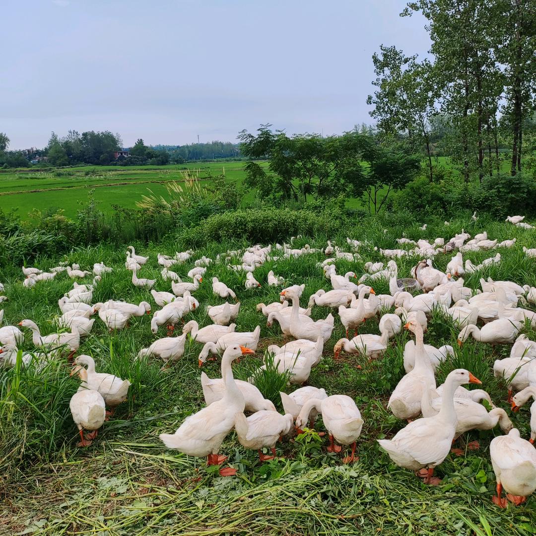 散养大白鹅叶集平岗五里桥村，十八队