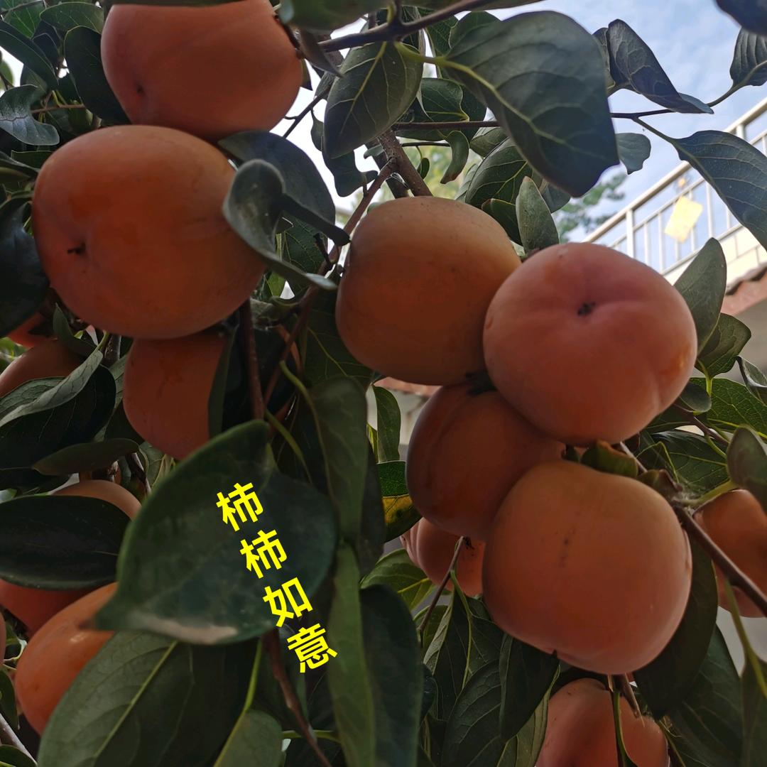 建大大888熬药器