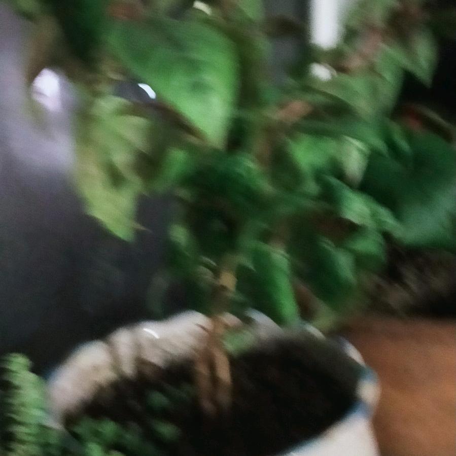 紫气东来