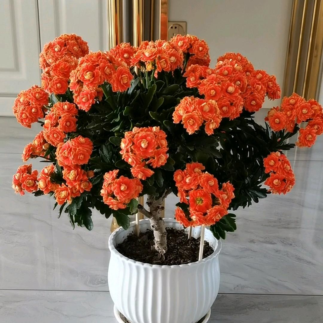 一起种花呀