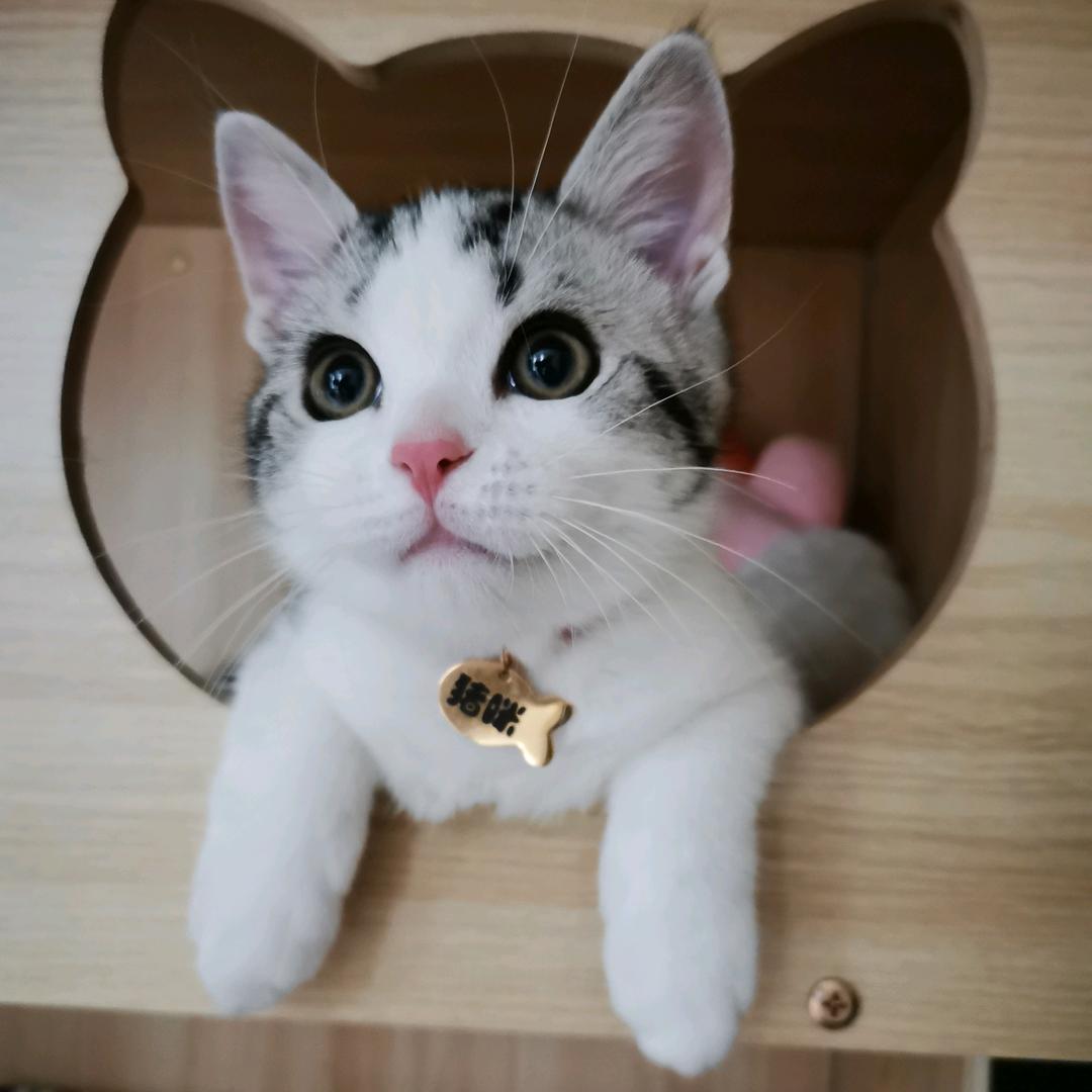 猪咪🐱和多多😸