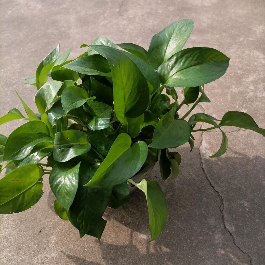 昀昀