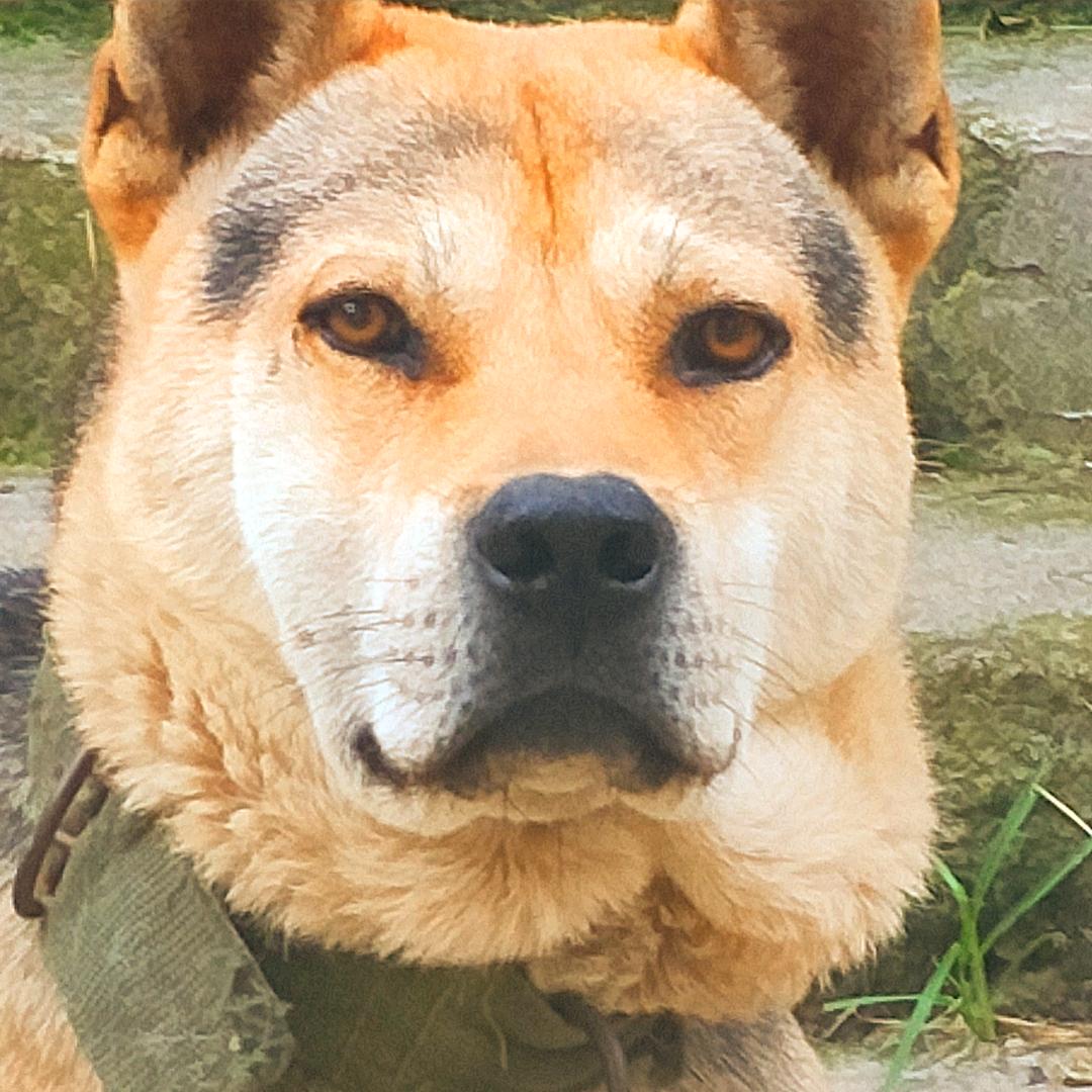 贵州独山下司小陆土猎犬