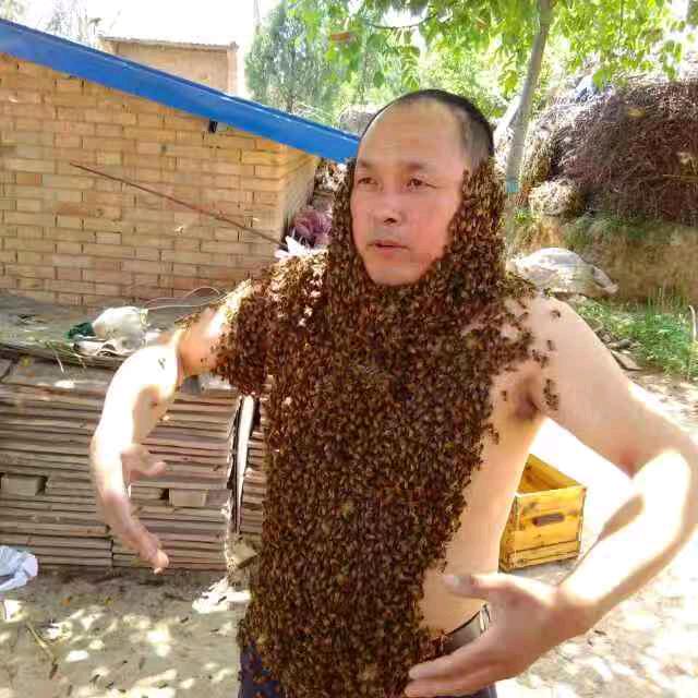 蜜蜂仙子