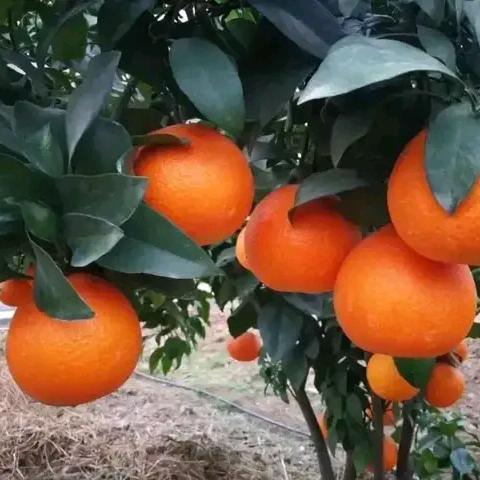 可口柑橘采摘园