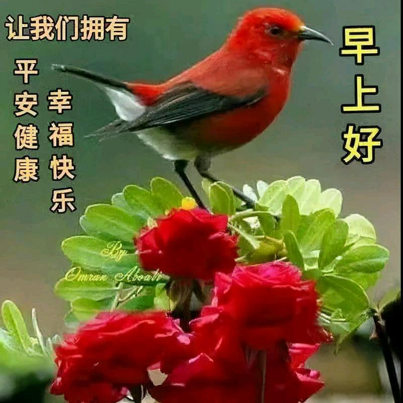 金艺鑫
