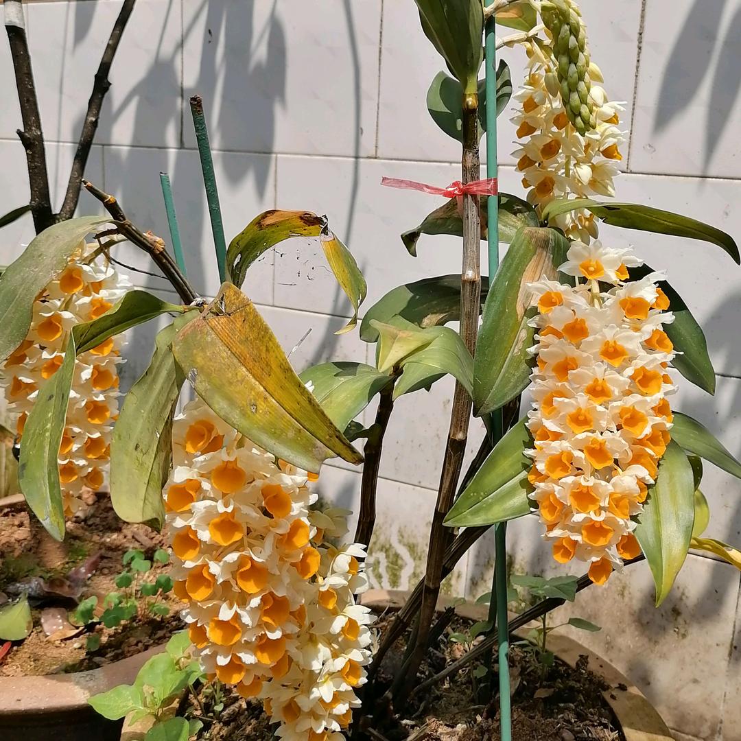 从新來过🐍🐍