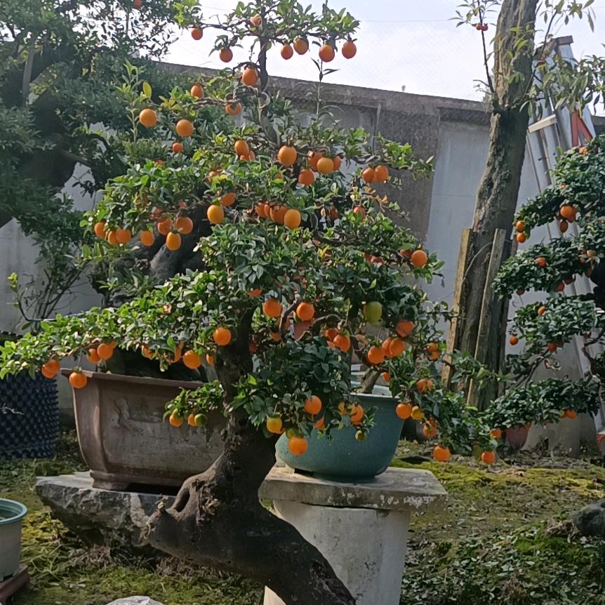 欣睿园艺