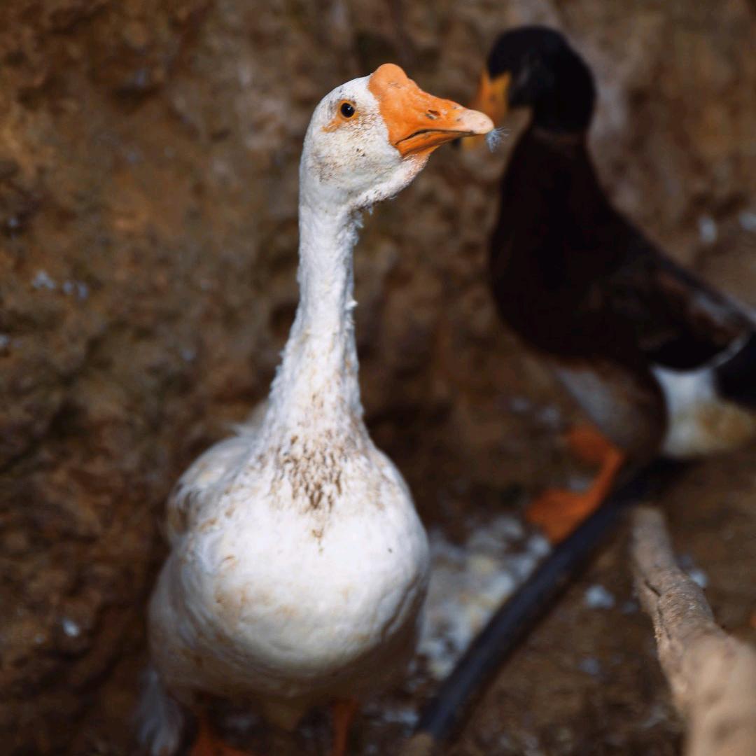 这里有好茶（季季）