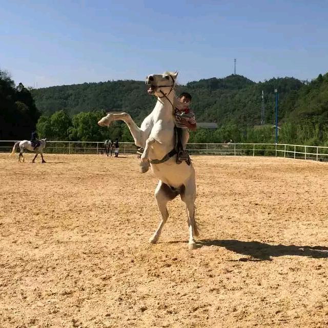 包子锅锅