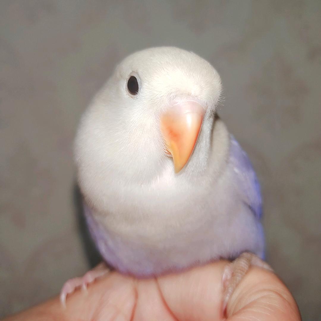 鹦鹉饲养员