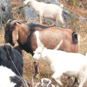 农村放牛娃(三农半桶水)