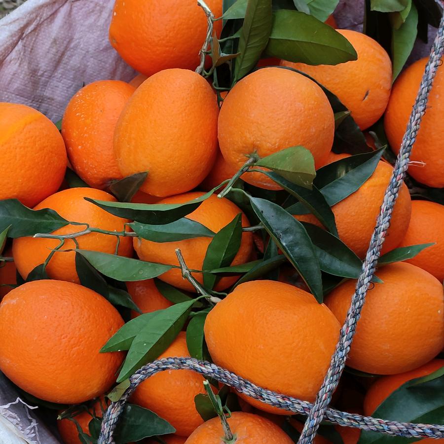 奉节脐橙直销