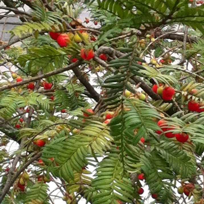 用户7217825066868可乐