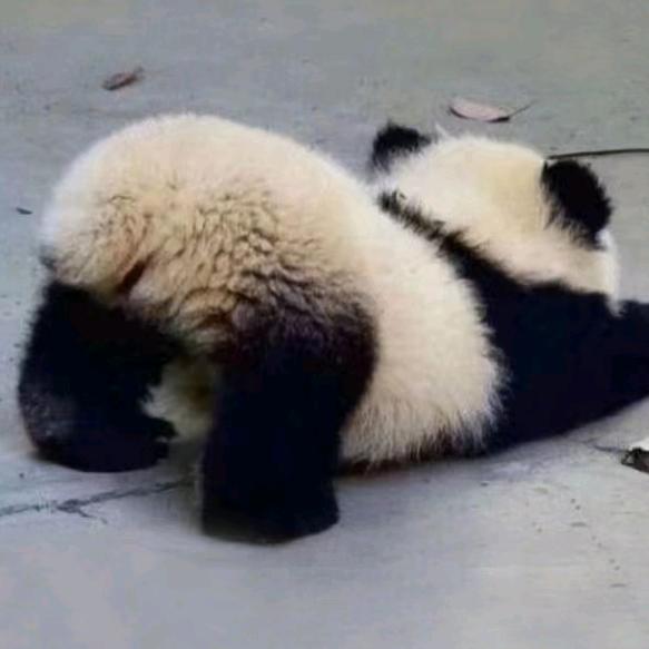 熊猫屁屁