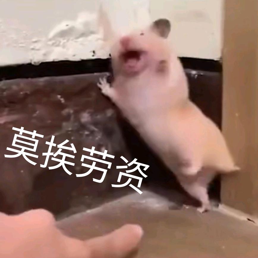 菜菜