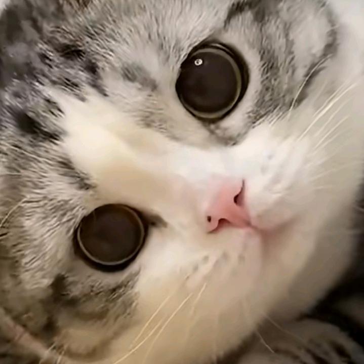 小虎