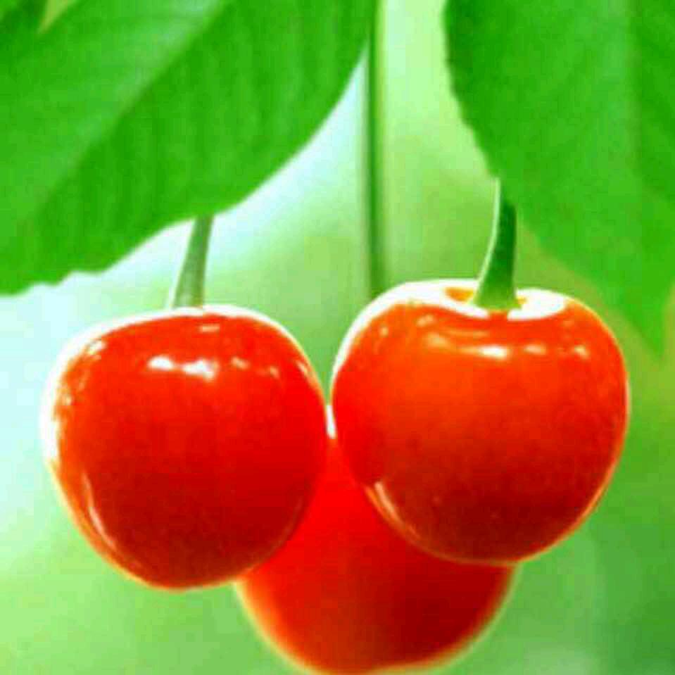 毅然888🍎🍎🍎🍎💯