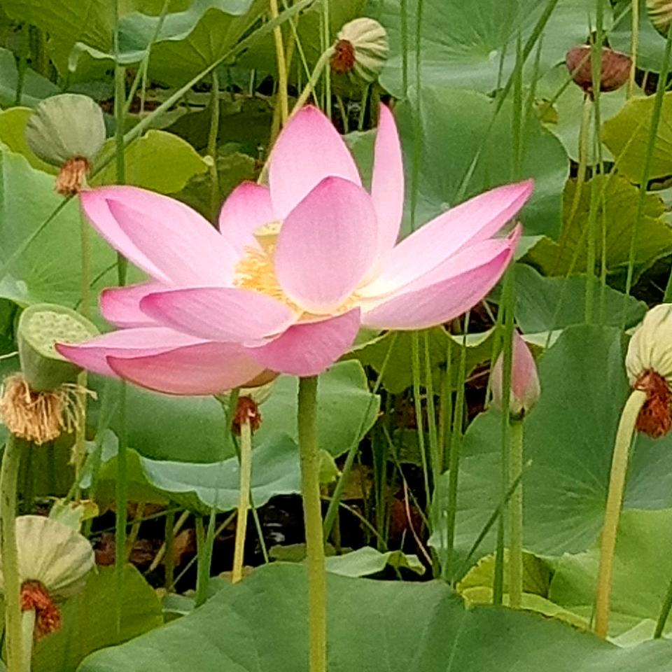 “ψ(｀∇´)ψ岚风（⌒▽⌒）