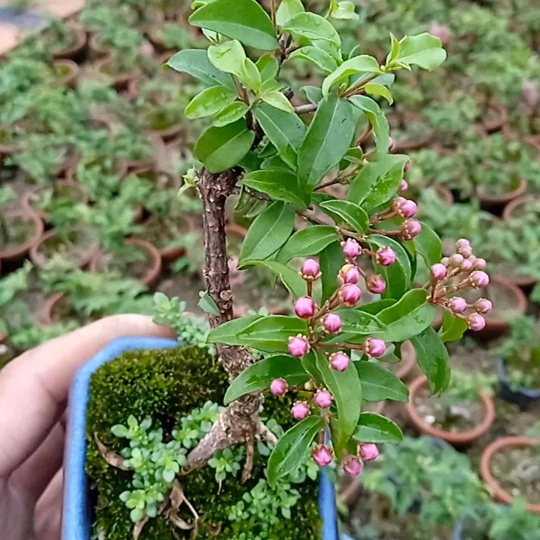 贵诚花木盆景