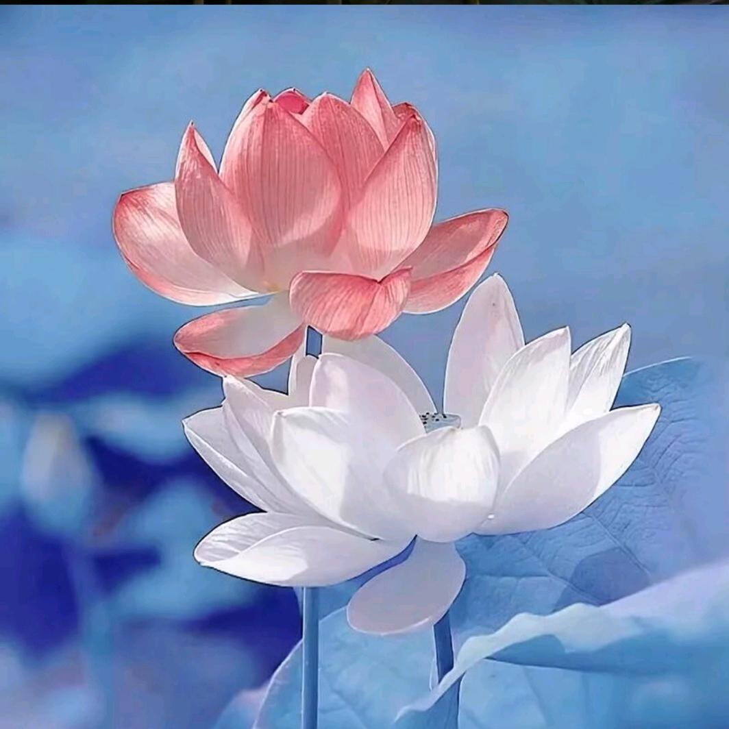 平安幸福快乐健康