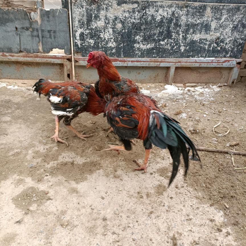 点赞的发大财