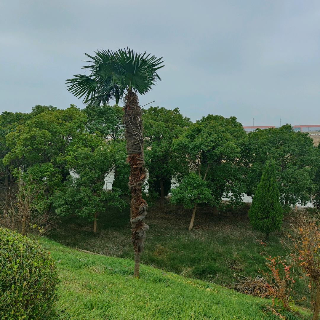 阿荣电子琴音乐