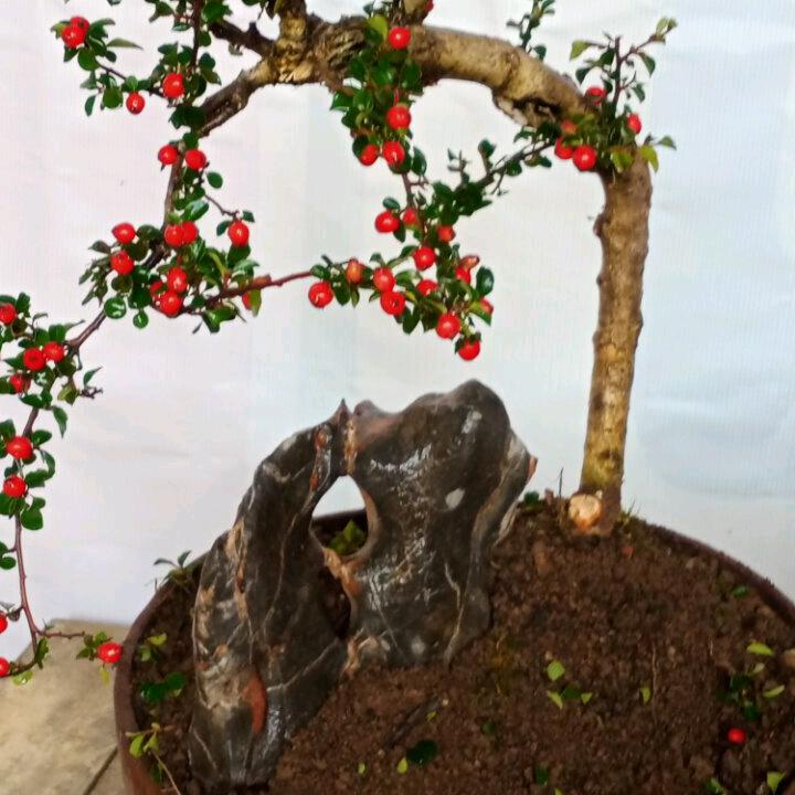 晨萍花卉2