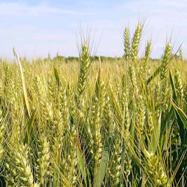 黑女不黑（富平益合花农业开发有限公司）