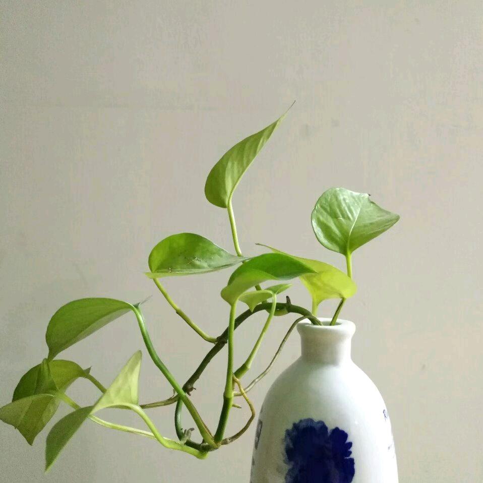 阿华