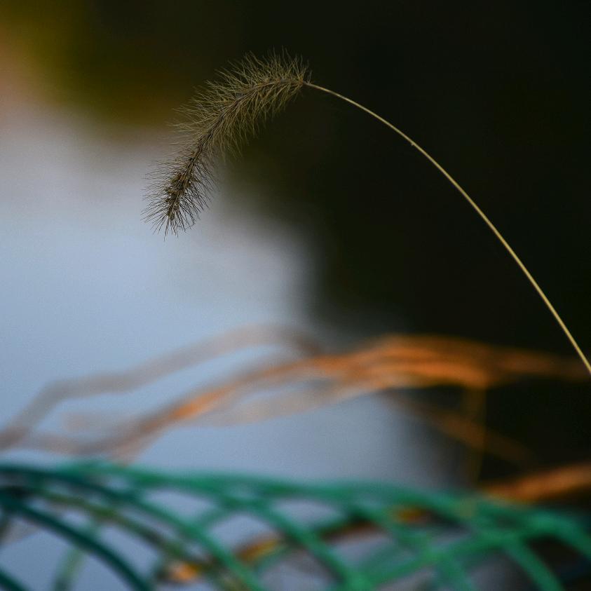 Temata peak的夏天