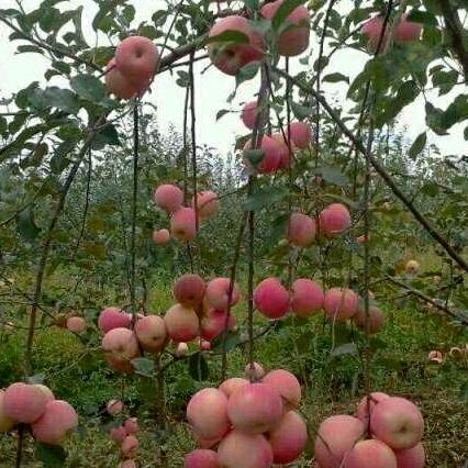 是你伤害了我