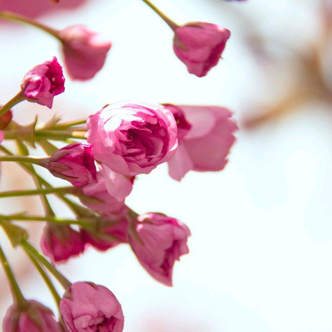 季秋花