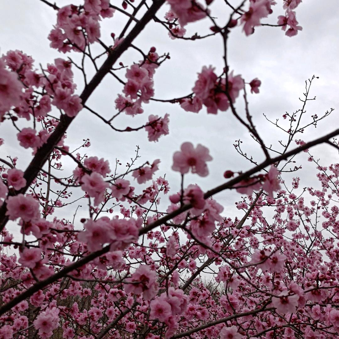 棒棒糖用户241790107