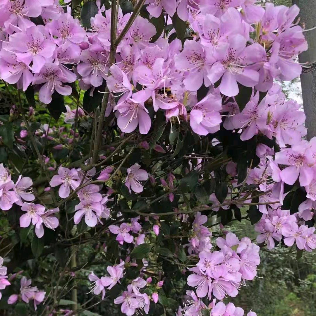 心菜可以头像