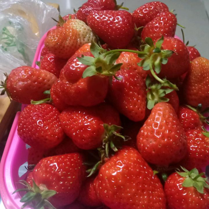 绿树林玲姐