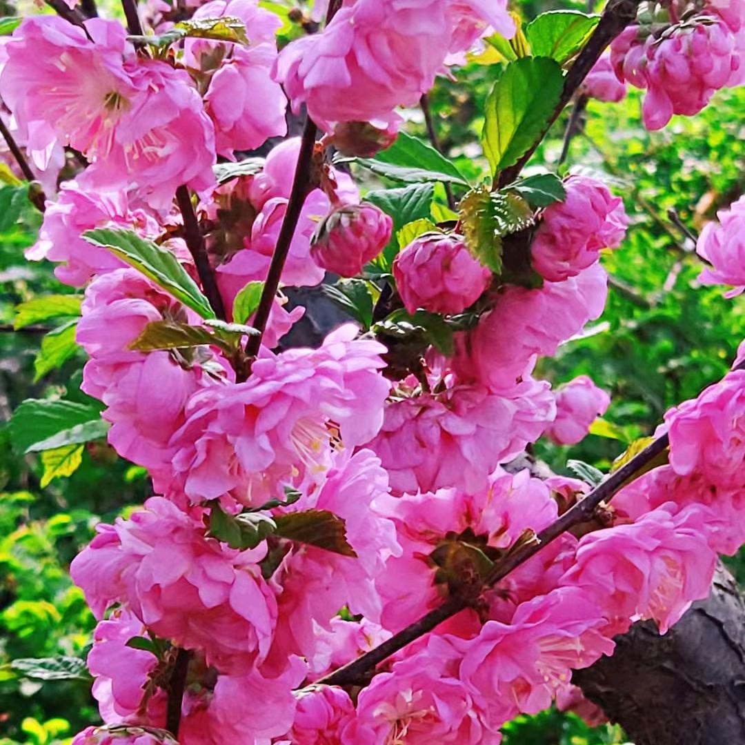 独梅（兰州）
