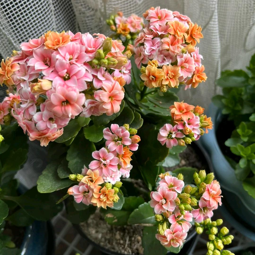 金钱树养护 籽鲜花