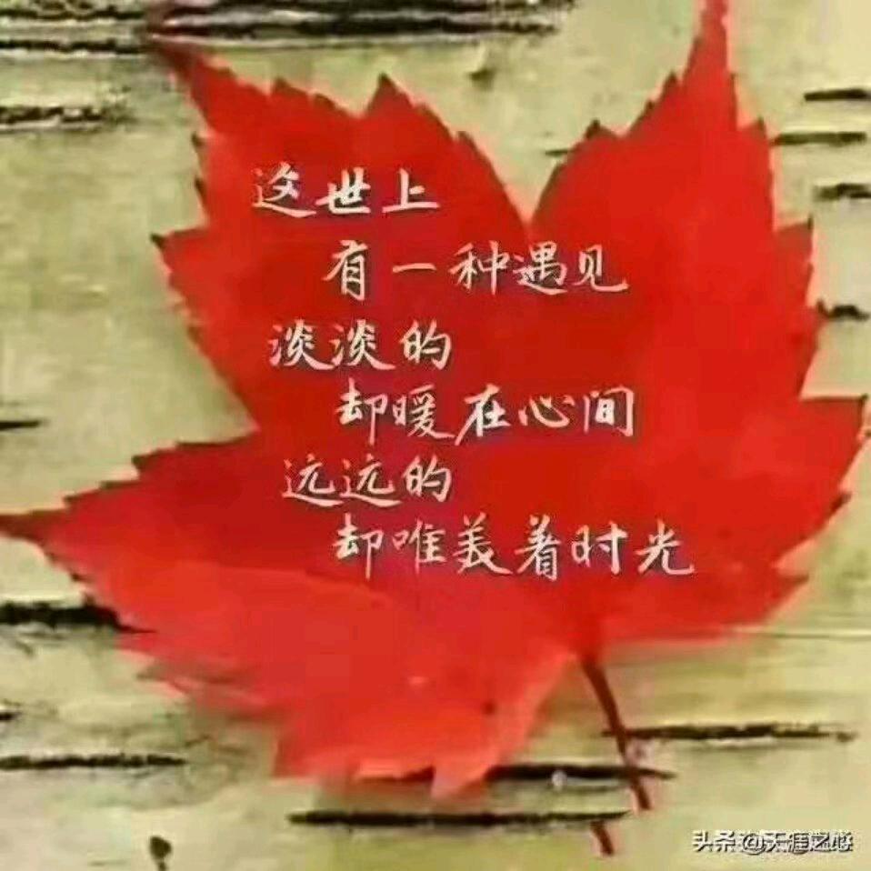 枫叶🍁
