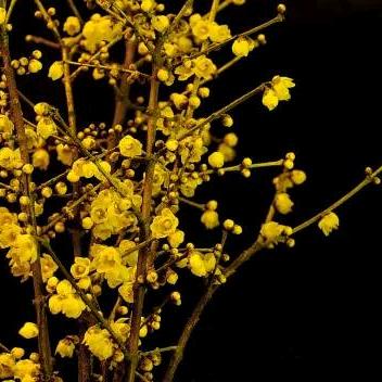 老太太的幸福生活