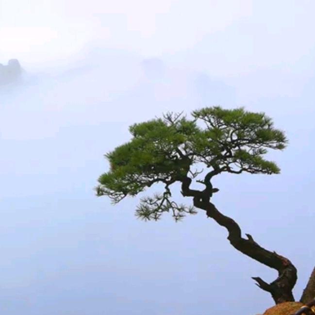 蓉城小树