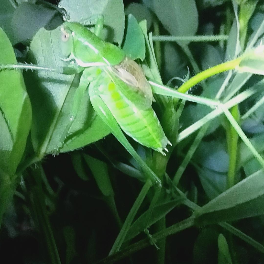 蝈蝈批发零售