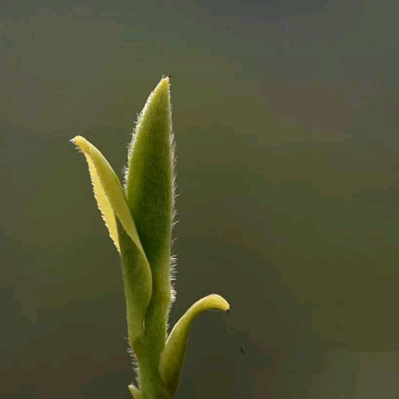 政和县一位茶匠茶叶店